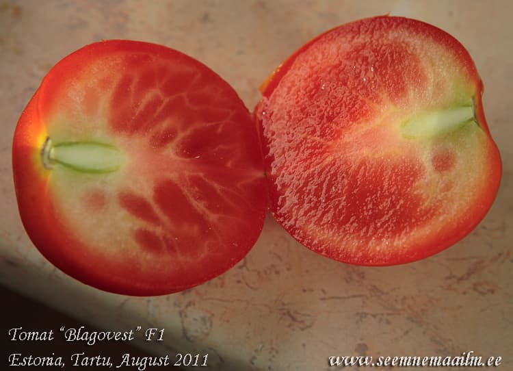 Tomato F1 Blagovest Tomat Томат Благовест